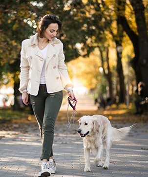Dog Reactivity on Walks